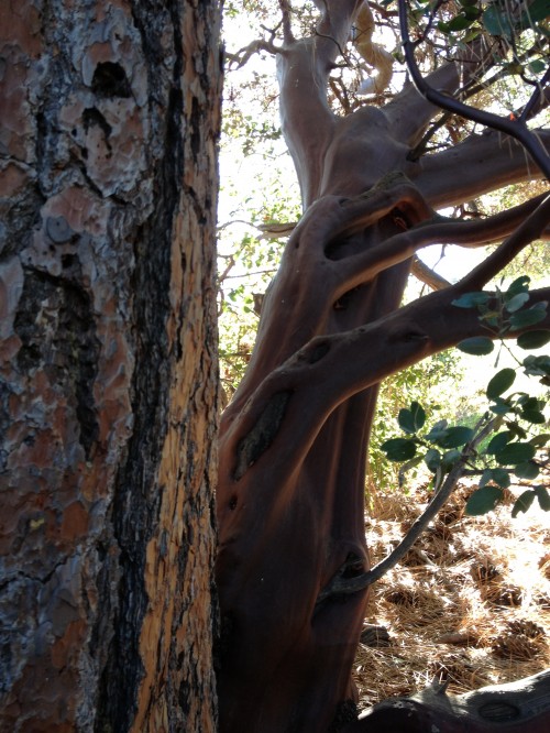 Pine & Manzanita Dance