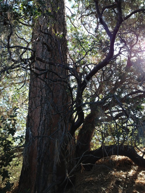 Pine up close